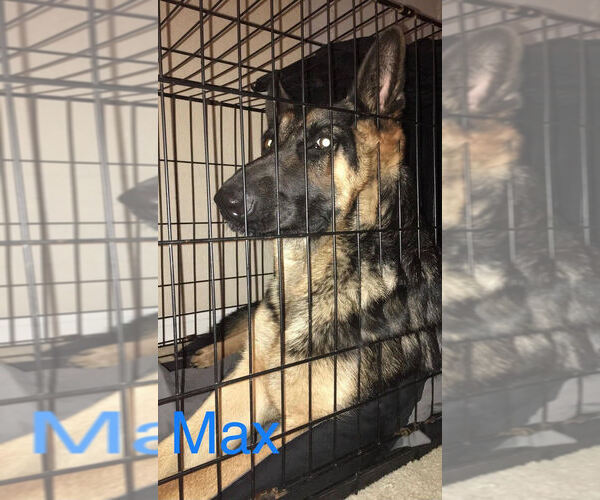 Medium Photo #1 German Shepherd Dog Puppy For Sale in LEXINGTON, TX, USA