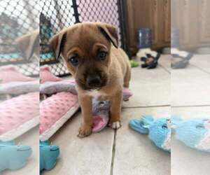 Mutt Dogs for adoption in Cave Creek, AZ, USA