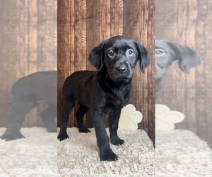 Labrador Retriever Puppy for sale in FRANKLIN, IN, USA