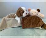 Small Photo #9 Cavalier King Charles Spaniel Puppy For Sale in MIAMI, FL, USA