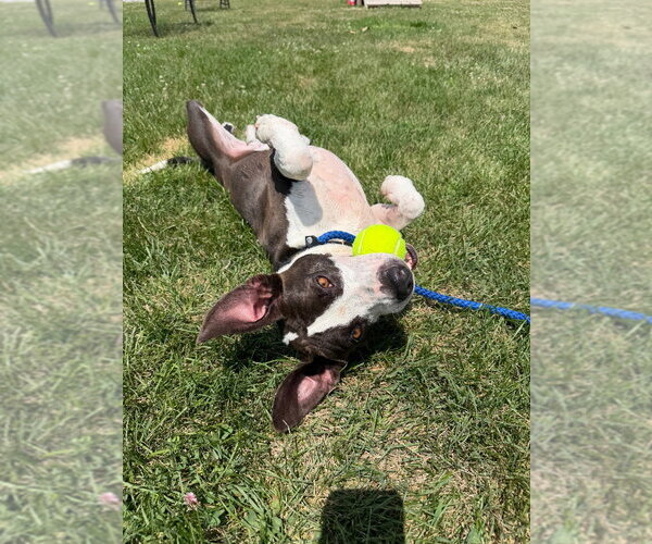 Medium Photo #6 American Staffordshire Terrier Puppy For Sale in Pierceton , IN, USA