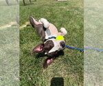 Small #5 American Staffordshire Terrier