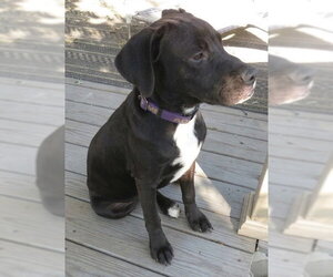 Ace - Male Boxador Dog for Adoption - Photo #4