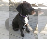 Small Photo #4 Boxador Puppy For Sale in Grovertown, IN, USA