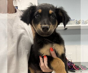 Australian Shepherd-Unknown Mix Dogs for adoption in Washington, DC, USA
