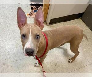 American Pit Bull Terrier-Unknown Mix Dogs for adoption in Plano, TX, USA