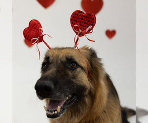 Pippi - Female German Shepherd Dog Dog for Adoption - Photo #6