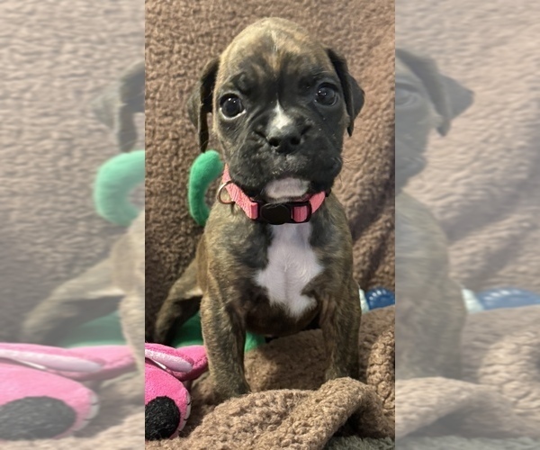 Medium Photo #2 Boxer Puppy For Sale in LANSING, MI, USA