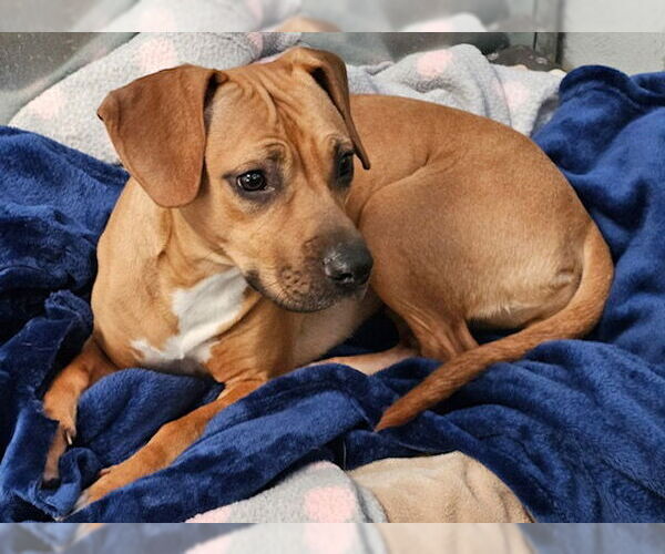 Medium Photo #5 Doxle Puppy For Sale in Rockaway, NJ, USA