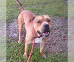 Small #1 American Staffordshire Terrier Mix