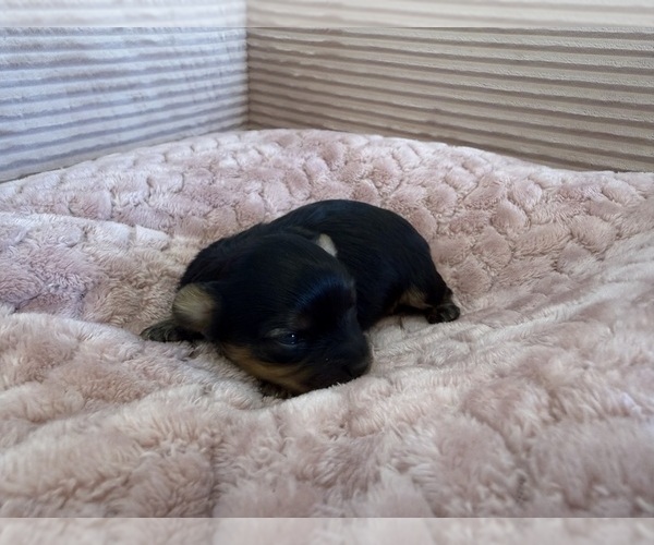 Medium Photo #1 Yorkipoo Puppy For Sale in ARLINGTON, TX, USA