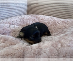 Medium Yorkipoo