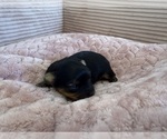 Puppy Ace Yorkipoo