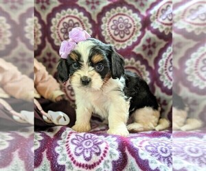 Cava-Tzu Puppy for sale in GLEN ROCK, PA, USA