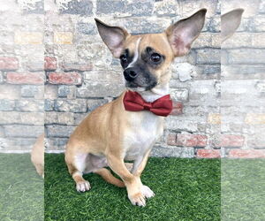 Chug Dogs for adoption in Corona, CA, USA