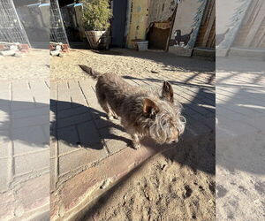 Mutt Dogs for adoption in Apple Valley, CA, USA