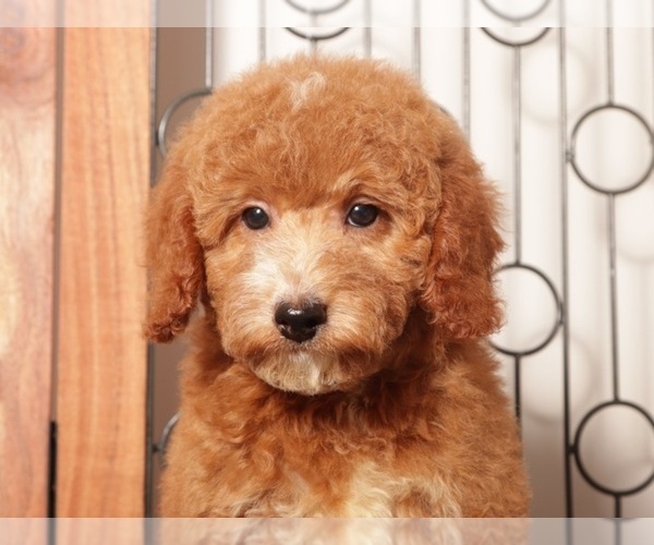 Medium Photo #2 Goldendoodle (Miniature) Puppy For Sale in NAPLES, FL, USA