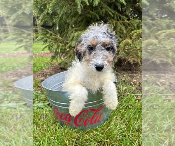 Medium Photo #3 Bernedoodle (Miniature) Puppy For Sale in MIDDLEBURY, IN, USA