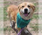 Small #1 Pembroke Welsh Corgi Mix