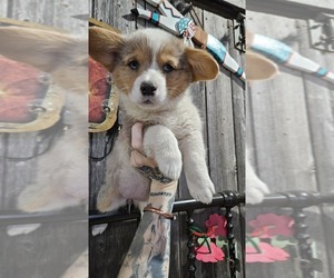 Pembroke Welsh Corgi Puppy for sale in MILTON, WI, USA