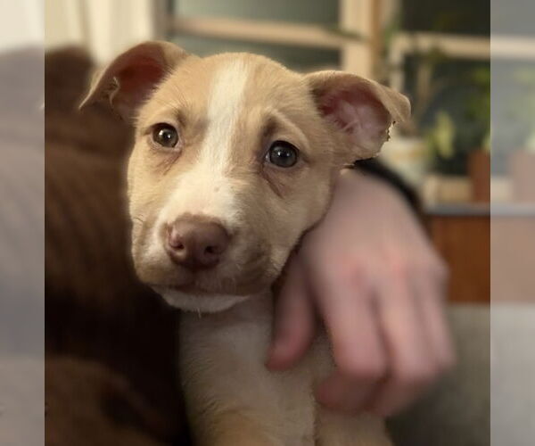 Medium Photo #26 Siberian Husky-Unknown Mix Puppy For Sale in Fargo, ND, USA