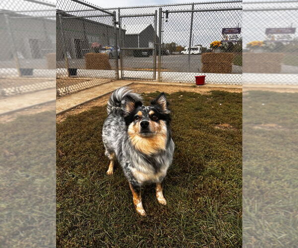 Medium Photo #3 Pomeranian-Unknown Mix Puppy For Sale in Pierceton , IN, USA