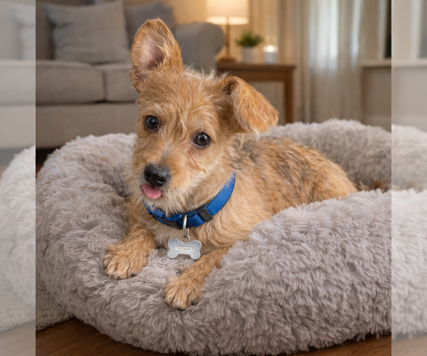 Medium Photo #6 Toxirn Puppy For Sale in Phoenix, AZ, USA