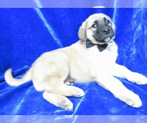 Anatolian Shepherd Puppy for sale in GROVESPRING, MO, USA