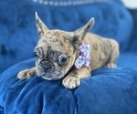 Small #10 French Bulldog