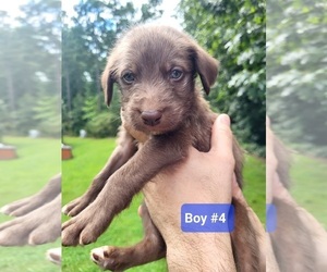 Labradoodle Puppy for Sale in DALLAS, Georgia USA