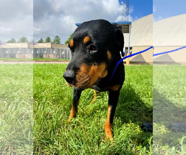 Medium Photo #6 Rottweiler Puppy For Sale in Houston, TX, USA