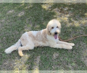 Father of the Goldendoodle puppies born on 09/26/2022