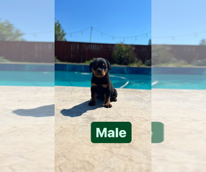Rottweiler Puppy for sale in ELDERWOOD, CA, USA