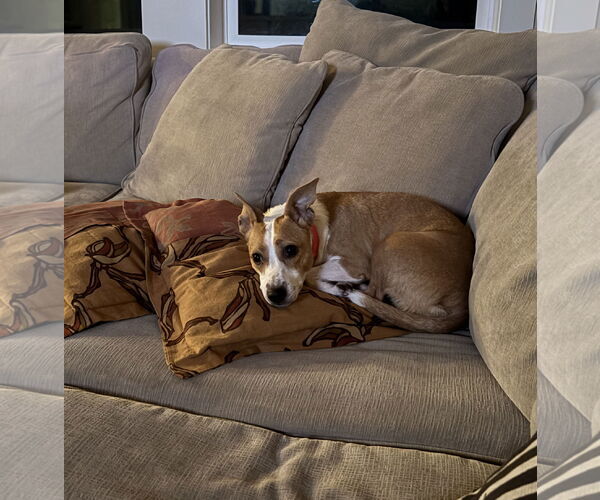 Medium Photo #1 Rat Terrier-Unknown Mix Puppy For Sale in Davis, CA, USA