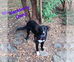 Small Collie Mix