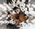 Small #3 Cavapoo (Miniature)