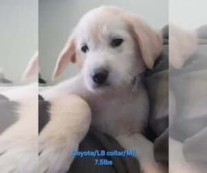 Great Pyrenees Mix Dog for Adoption in Aurora, Indiana USA