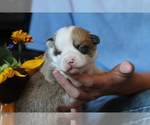 Small #3 Pembroke Welsh Corgi