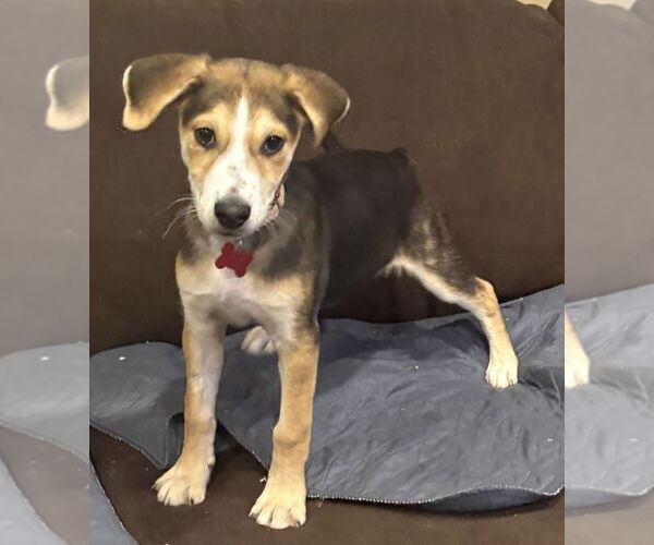 Medium Photo #7 Mutt Puppy For Sale in Plymouth, MN, USA
