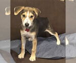 Small #6 Mutt