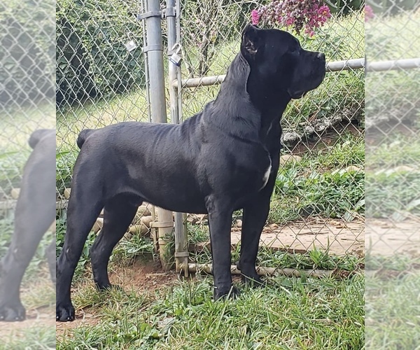 Medium Photo #1 Cane Corso Puppy For Sale in RURAL HALL, NC, USA