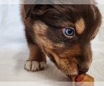 Small Photo #3 Australian Shepherd Puppy For Sale in FLORENCE, CO, USA