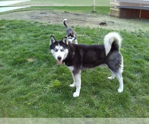 Father of the Siberian Husky puppies born on 05/04/2022