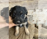 Small #6 Border Collie-Labradoodle Mix