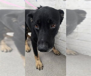 German Shepherd Dog Dogs for adoption in San Bernardino, CA, USA