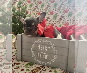 French Bulldog Puppy for sale in NORTH EAST, MD, USA