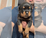 Small #1 Rottweiler
