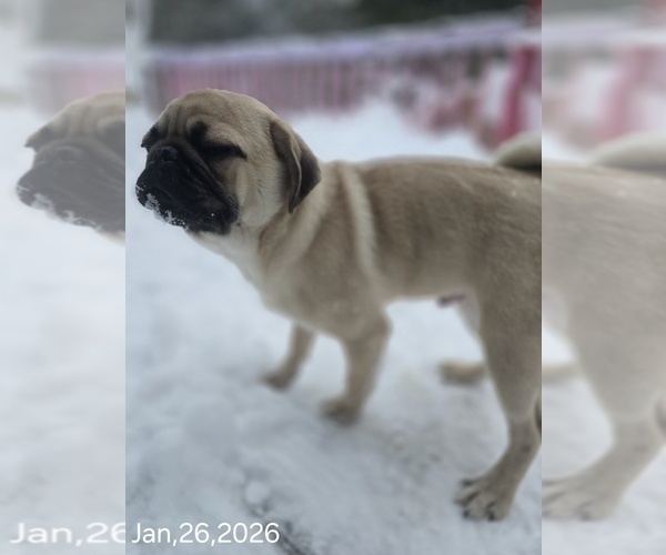 Medium Photo #5 Pug Puppy For Sale in NEW IPSWICH, NH, USA
