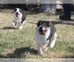 Small Australian Cattle Dog-Border Collie Mix