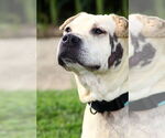 Small #2 American Pit Bull Terrier-Chinese Shar-Pei Mix